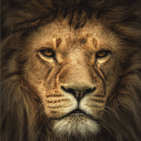 0ae32925bb55c8ca20dcb0cbe2d9d6a527.png