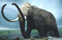 1-WoolyMammoth.jpg