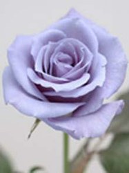 1-bluerose.jpg