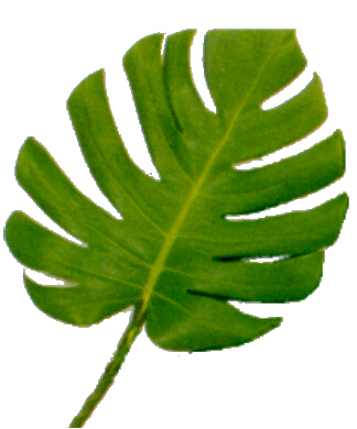Monstera.JPG