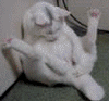 1202280563_042.gif
