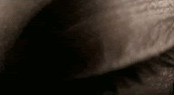 14ipjes.gif
