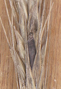 260px-Rogge_moederkoren_Claviceps_purpurea_on_Secale_cereale.jpg