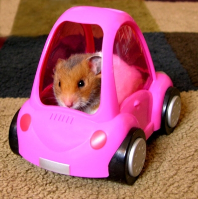 HammyCar06.JPG