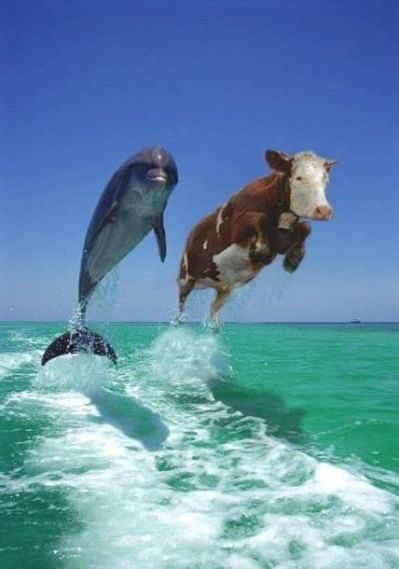 dolphin%20and%20cow.img_assist_custom.jpg