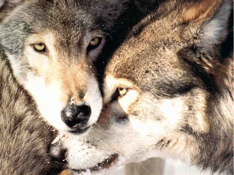 wolf+pair.jpg