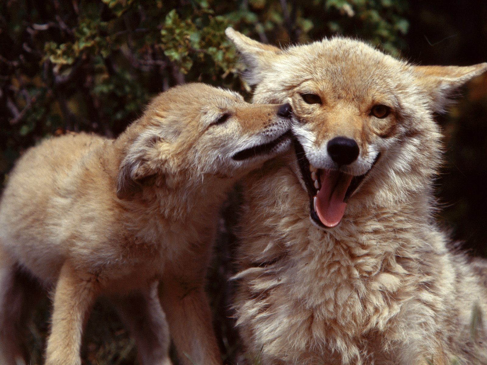 Coyote%20Family%20Animals%20Funny%20Back