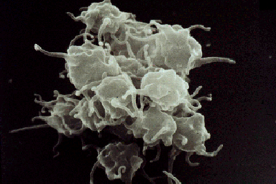 Platelets%201.gif