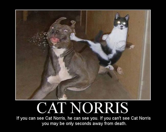 funny+cat+ninja.jpg
