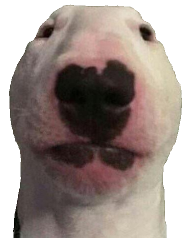 Image result for walter dog