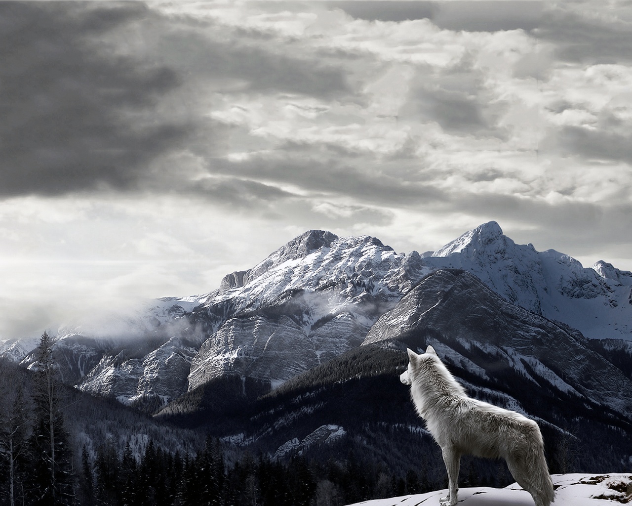 Mountains-Gray-Wolf-1280x1024.jpg