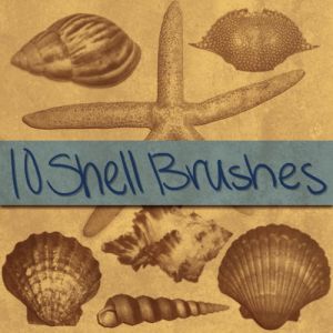 Shell_Brushes_1_by_Neon06.jpg