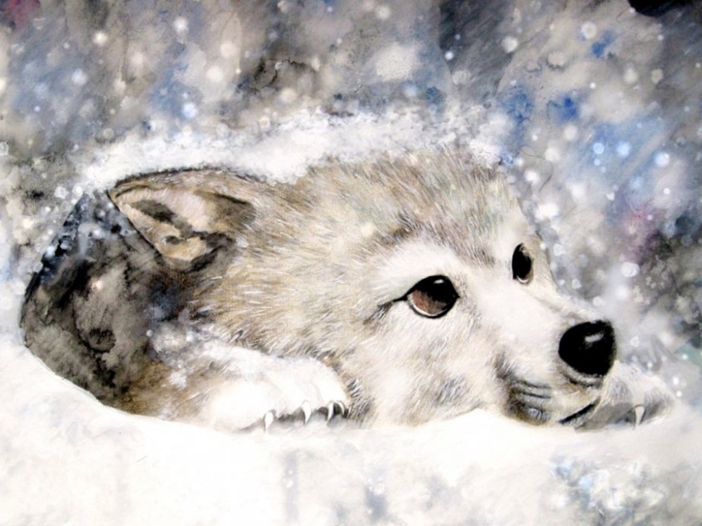 Snow-Wolf-yorkshire_rose-24561281-1024-7