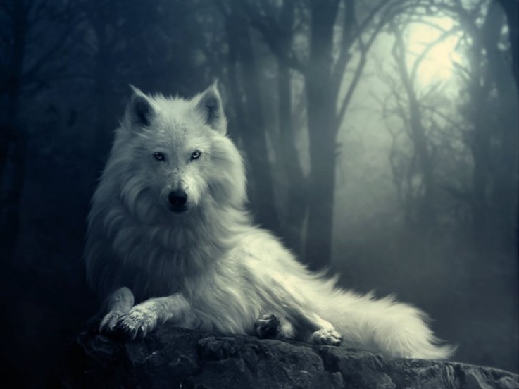 White-Wolf-wolves-33748411-737-552.jpg