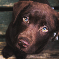 a33291d6ec738fd7a7c4f0a55908b33b758.png