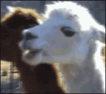 alpaca.gif
