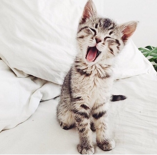 animal-animals-cat-cute-Favim.com-405708