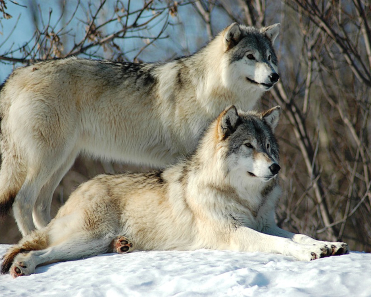 beautiful-wolves-chilling.jpg