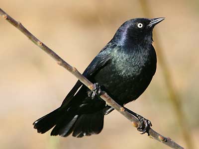 brewers-blackbird.jpg