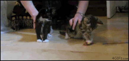 combined-gifs-cat-chuck-norris.gif