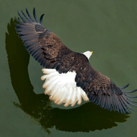 dd129bc789e98b98ad7789589670fbb1247.png