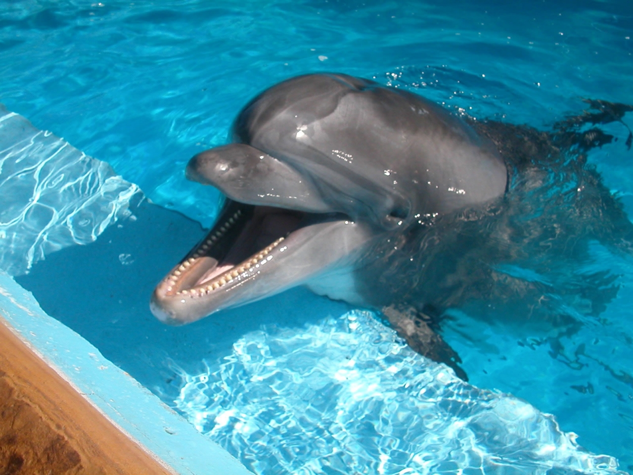 delfinas.jpg