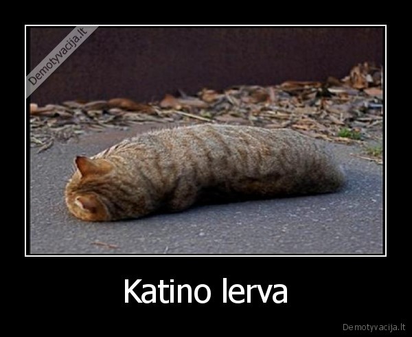 demotyvacija.lt_Katino-lerva-_130313538380.jpg