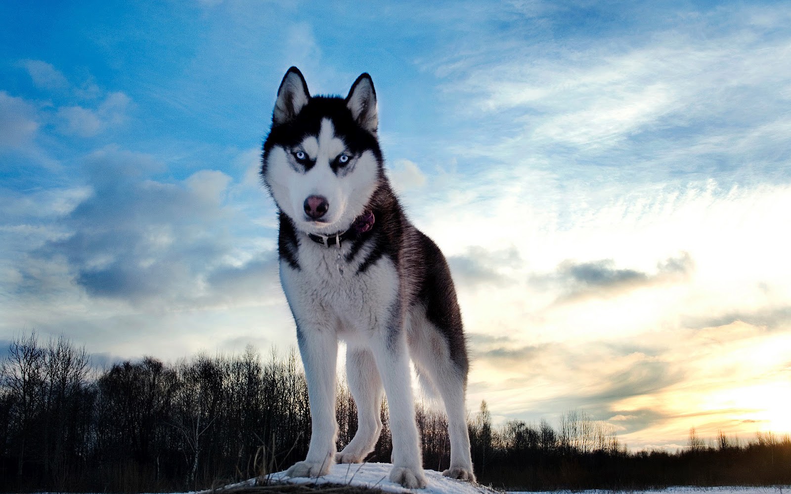 dieren-wolf-wallpaper-hd-wolven-achtergr