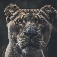 f8f9a2b9717c3ae61f8966a0539c726e161.png