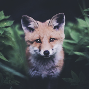 fad6c2c3f17751a561b7944fcf02ca6a234.png