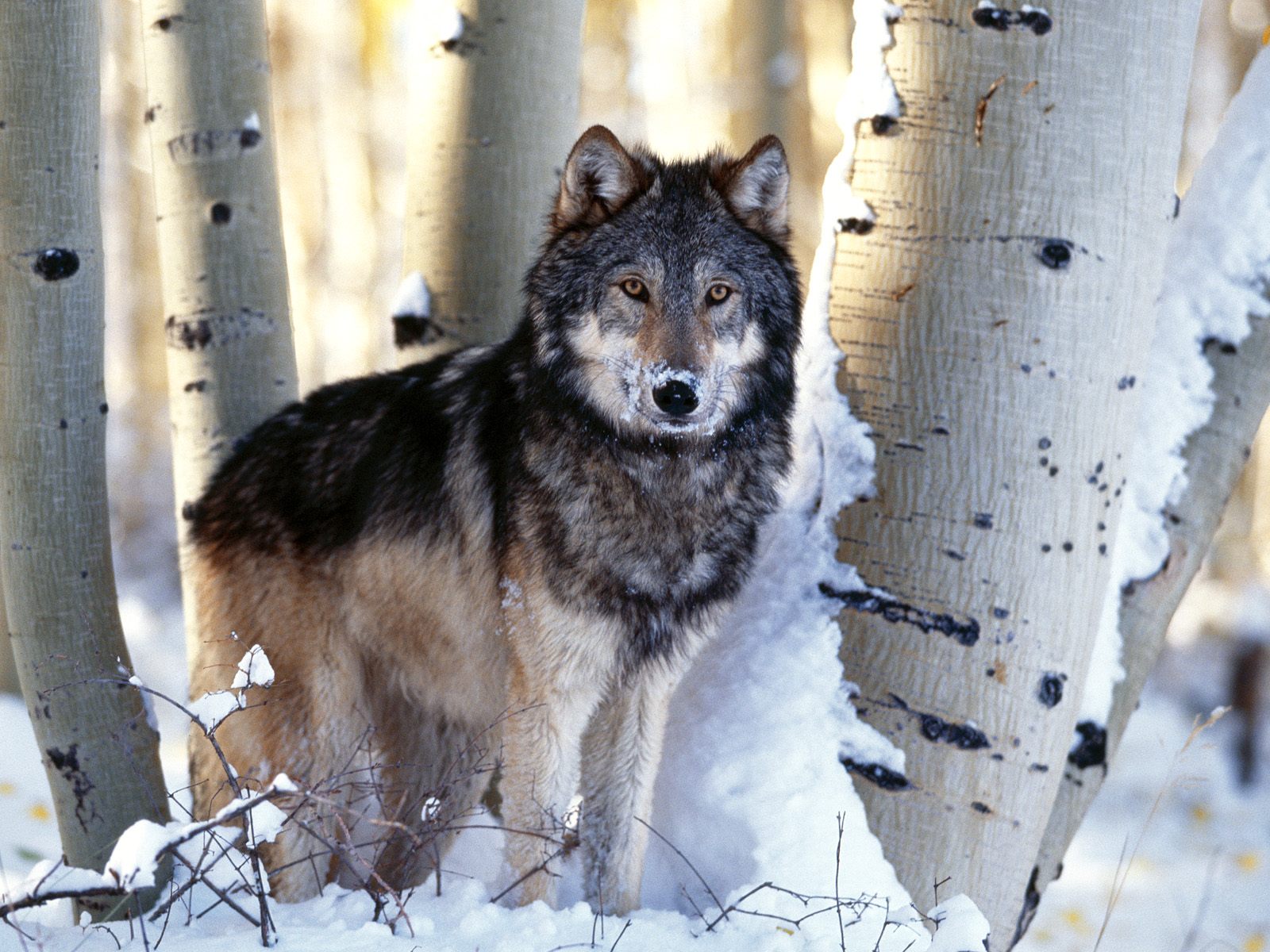 gray-wolf-forest-in-winter-kewl.jpg