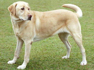 labradoro_retriveris.jpg