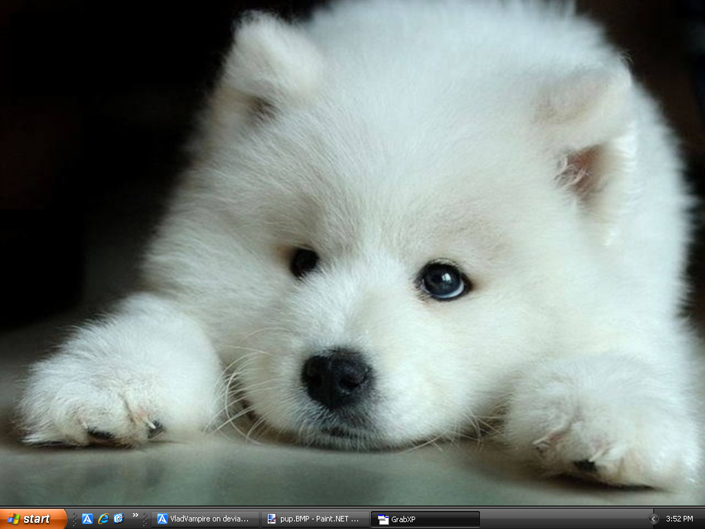 my_desk_top_wolf_pup_by_VladVampire.jpg