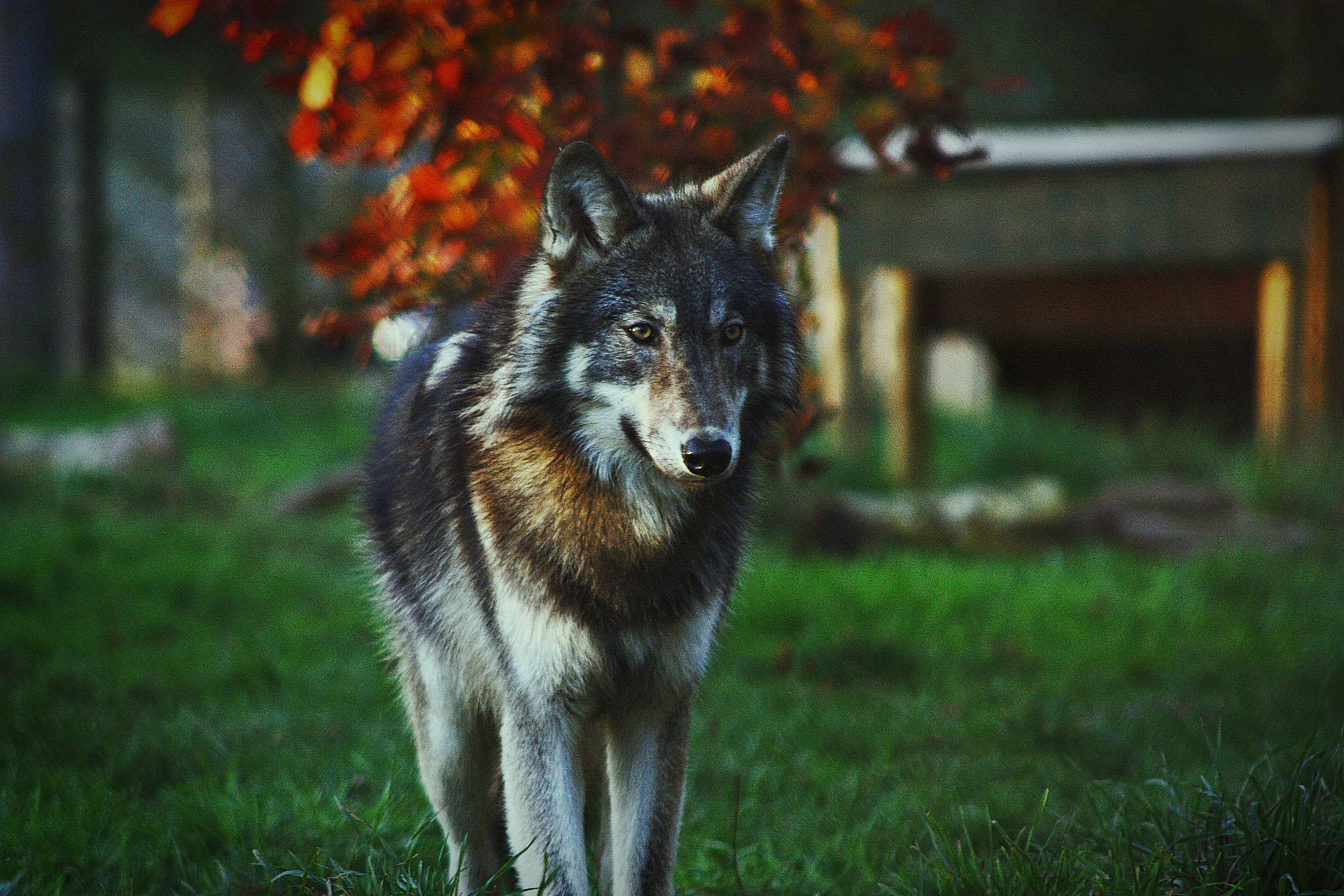 northwestern_wolf_by_blackice_wolf-d4gjo