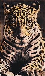 rbKGzCN.png
