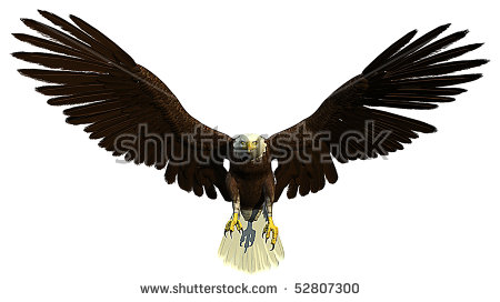 stock-photo-american-bald-eagle-flying-a