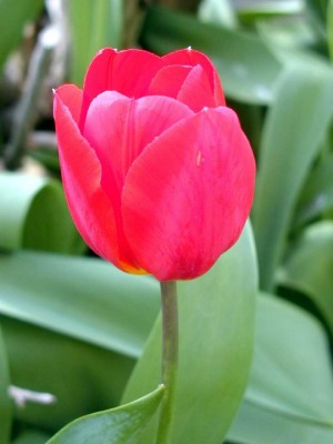 tulpe.jpg