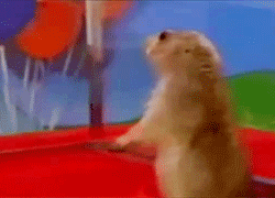 tumblr_lpnoti9aft1r1oakno1_250.gif