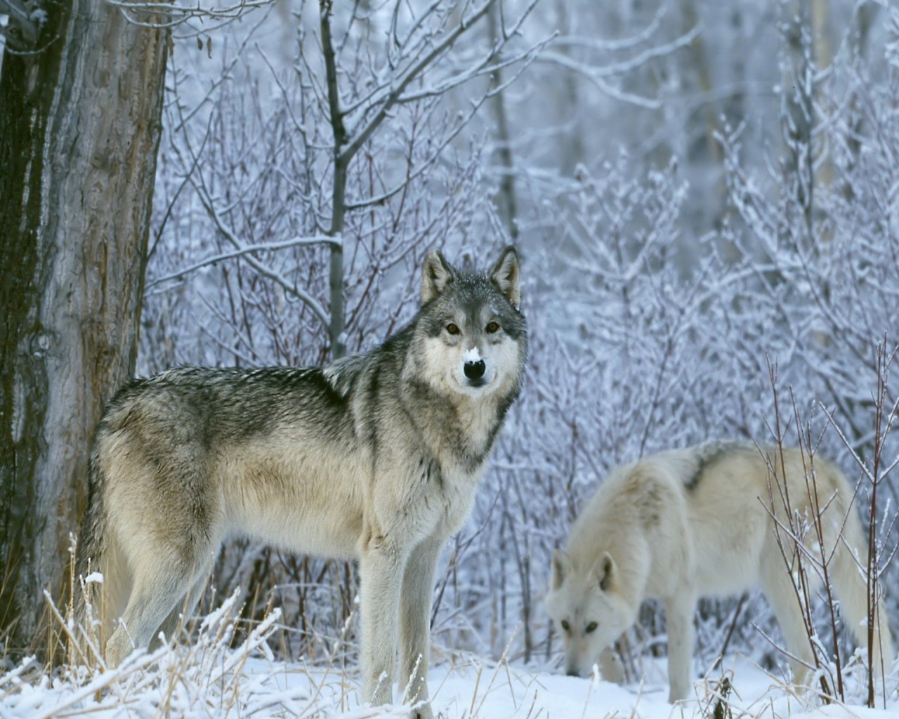 winter_wolves_wallpaper-1280x1024.jpg