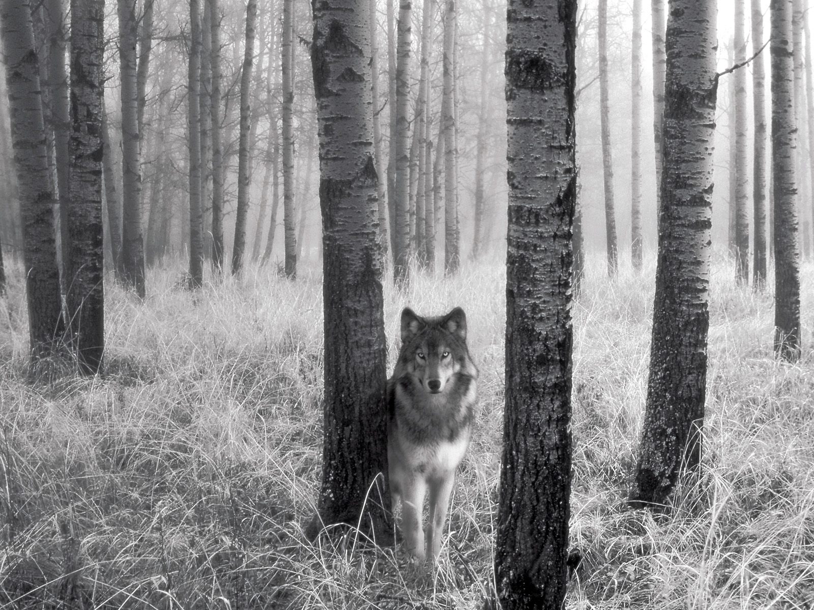 wolf-in-black-and-white-beautiful-kewl.j