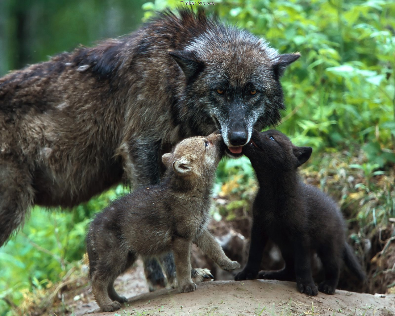 wolf-mom-and-pups.jpg