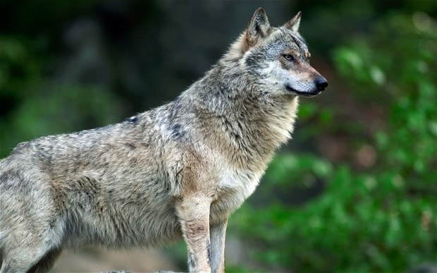 wolf_2623989b.jpg