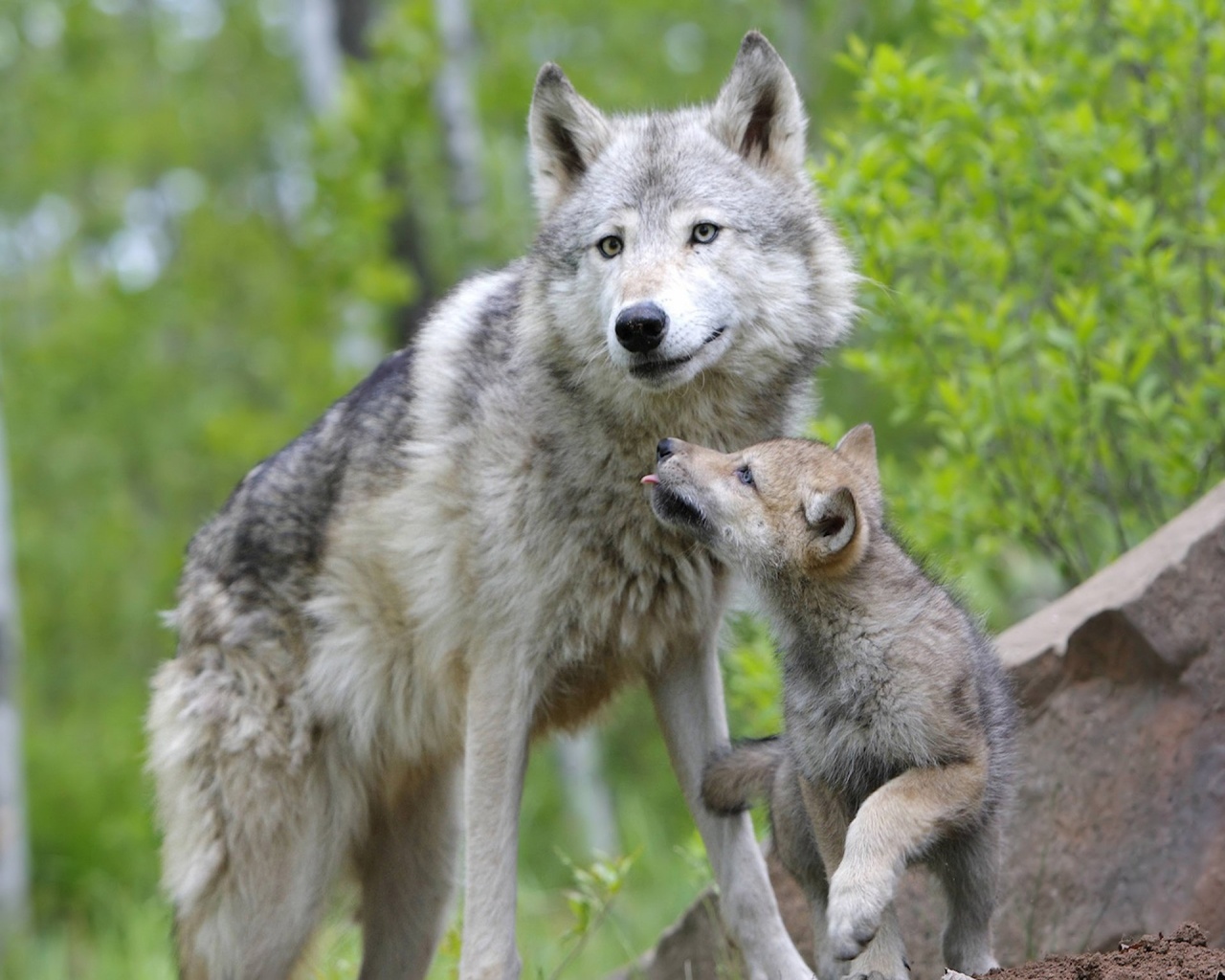 wolf_and_pup_wallpaper-1280x1024.jpg