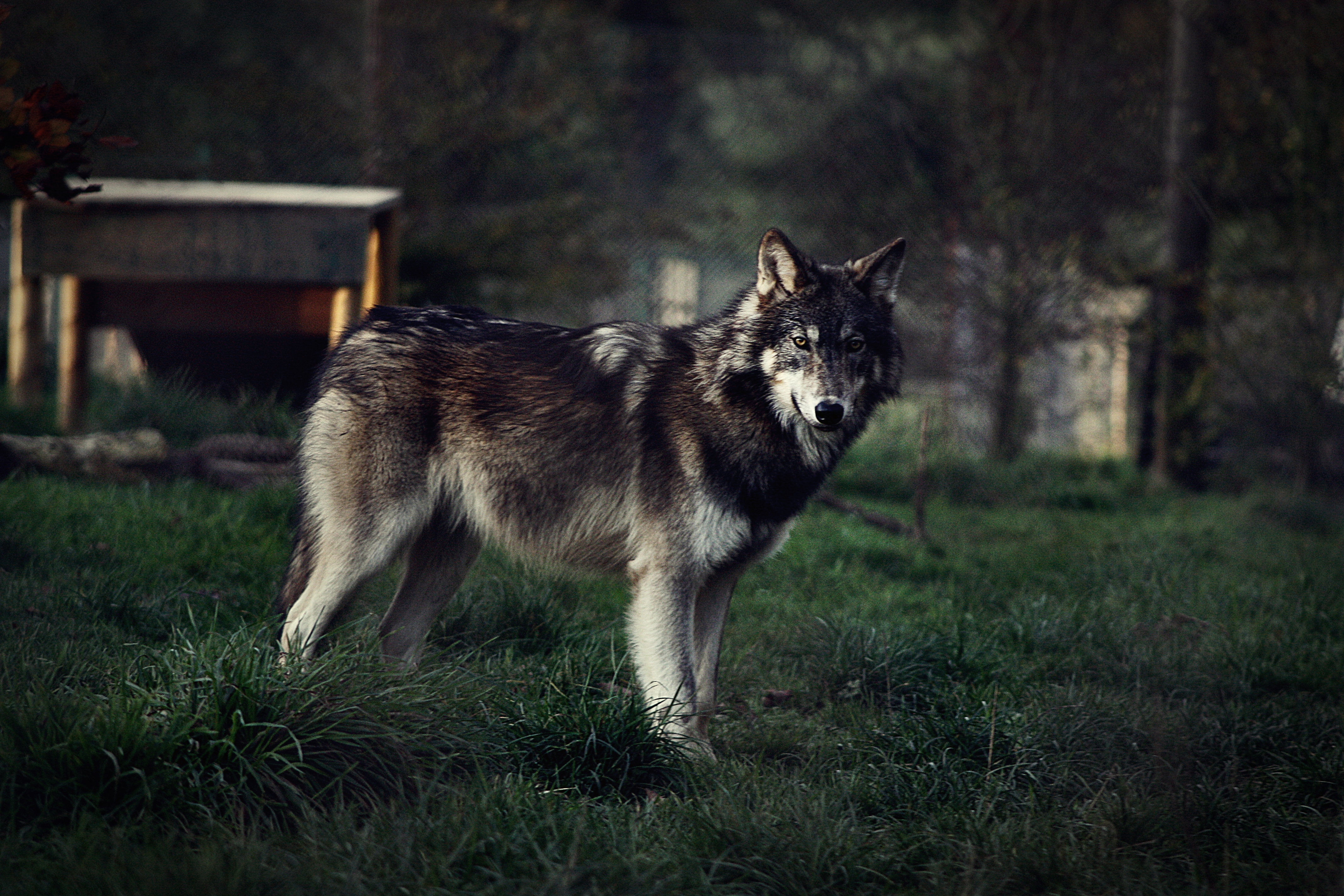 wolf_by_blackice_wolf-d4gjm92.jpg
