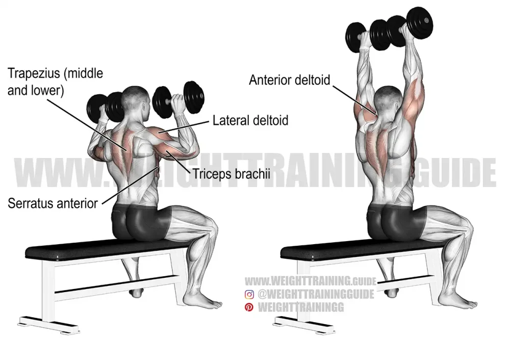 Dumbbell-Shoulder-Press-resized.thumb.webp.59bfaabb9046bc379ccc5c1f4c615c7a.webp