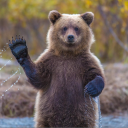 Grizlis