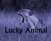 *LuckyAnimal