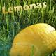 Lemonas31
