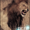 Tiger*