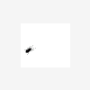 Rule_Marlboro